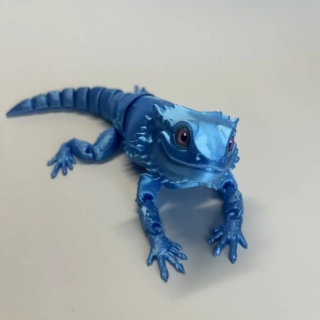 Agama - modrá